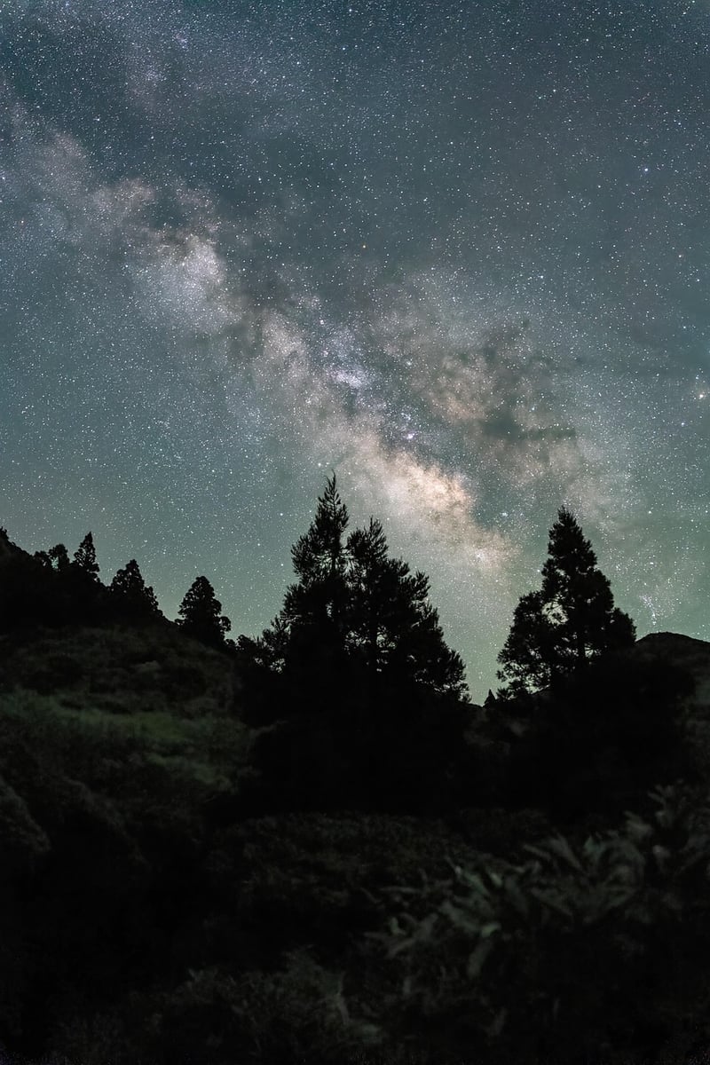 Flower field under the night sky