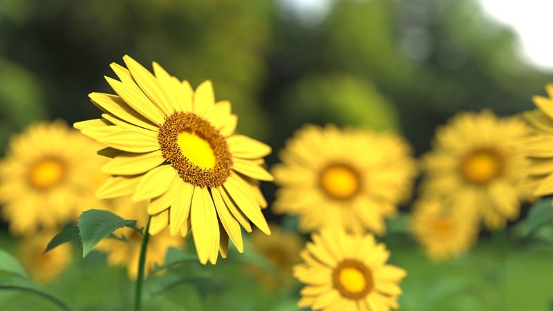 Sunflowers in a garden